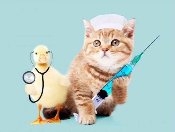 ペットの動物病院選びに悩まれていませんか？大切にしたい３つの条件とは。
